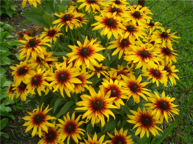 gailardia